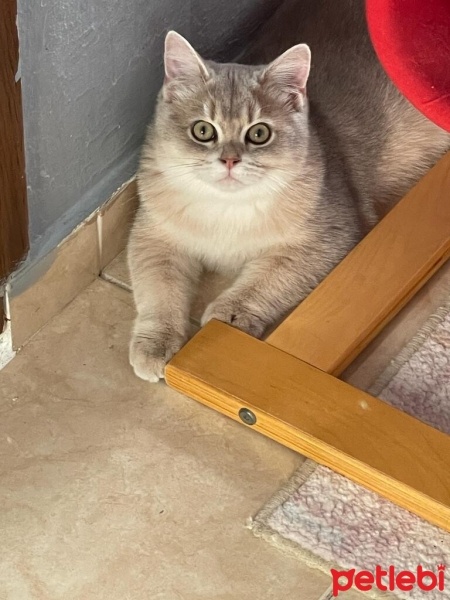 British Shorthair, Kedi  Lucky fotoğrafı