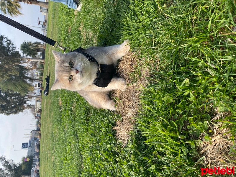 British Shorthair, Kedi  Lucky fotoğrafı