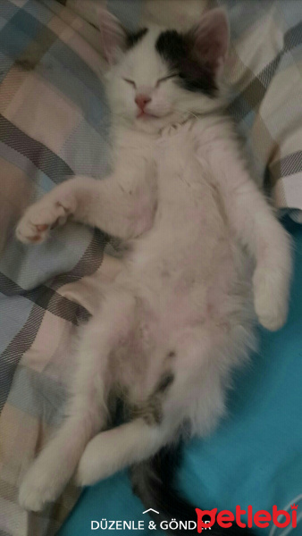Ankara Kedisi, Kedi  Alaska fotoğrafı