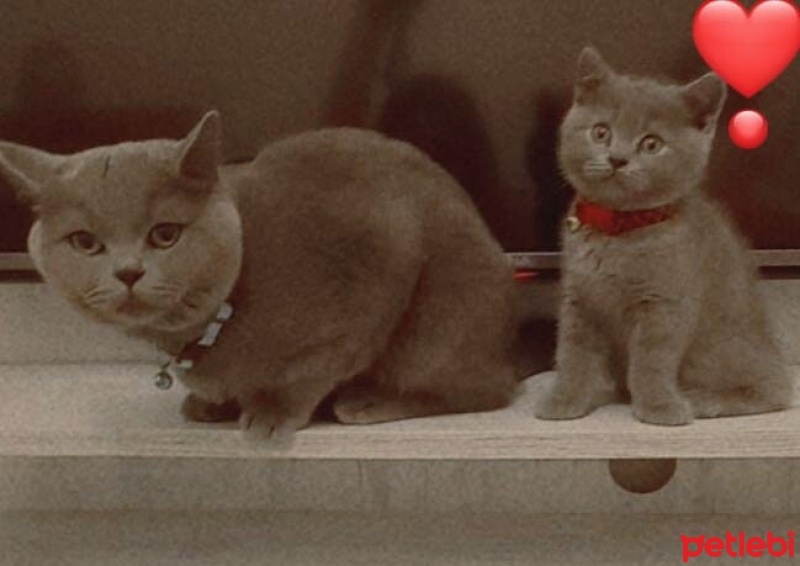 British Shorthair, Kedi  Duman fotoğrafı