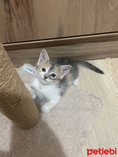Tekir Kedi, Kedi  Çakıl fotoğrafı