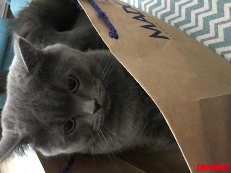 British Shorthair, Kedi  Mia fotoğrafı