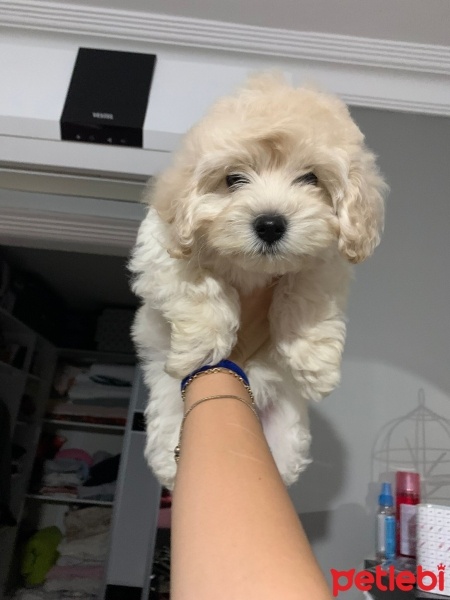 Maltese, Köpek  Teddy fotoğrafı