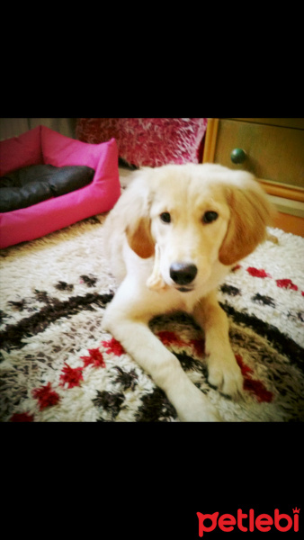 Golden Retriever, Köpek  Bella fotoğrafı