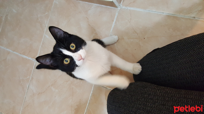 Tuxedo (Smokin) Kedi, Kedi  Poli fotoğrafı