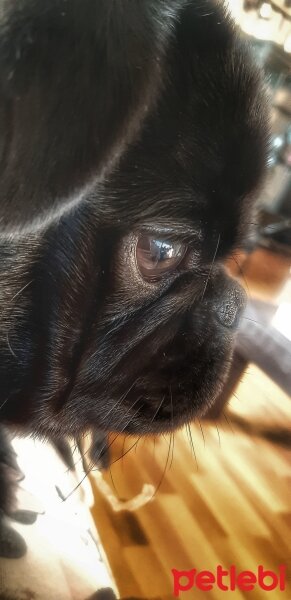 Pug, Köpek  RE fotoğrafı