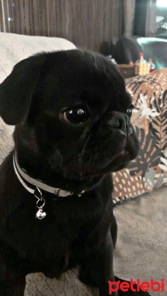 Pug, Köpek  RE fotoğrafı