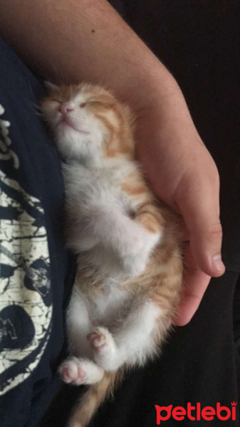 Tekir Kedi, Kedi  Bodrum fotoğrafı