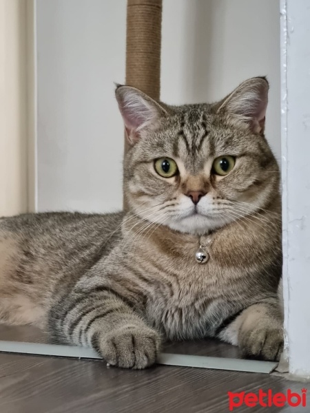 Tekir Kedi, Kedi  Duman fotoğrafı