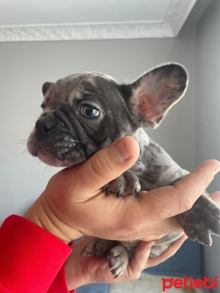 Fransız Bulldog, Köpek  Kek fotoğrafı