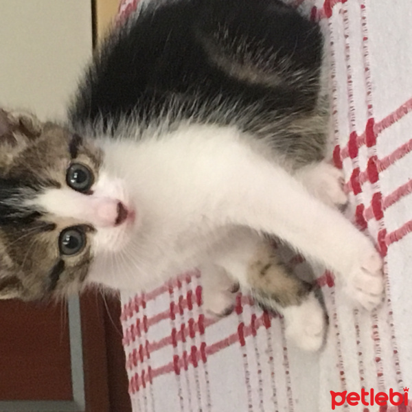 Ankara Kedisi, Kedi  Kedi fotoğrafı