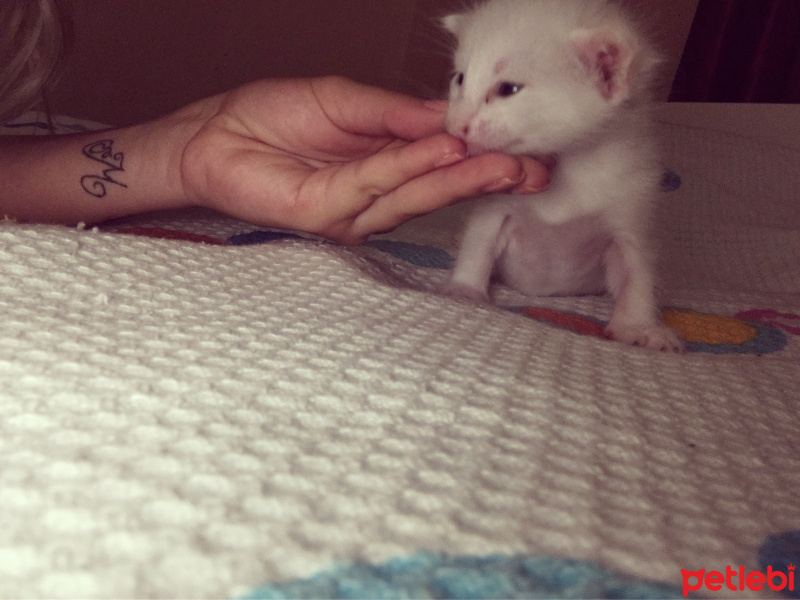 Ankara Kedisi, Kedi  Kedi fotoğrafı