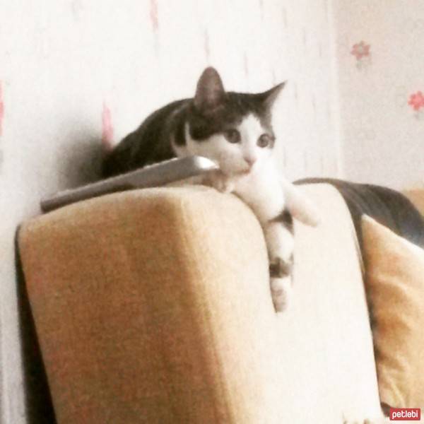 Tekir Kedi, Kedi  Şaşkın fotoğrafı