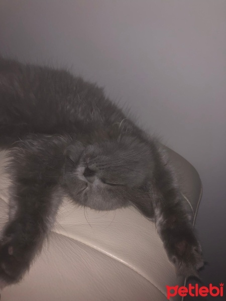 British Longhair, Kedi  Sufle fotoğrafı