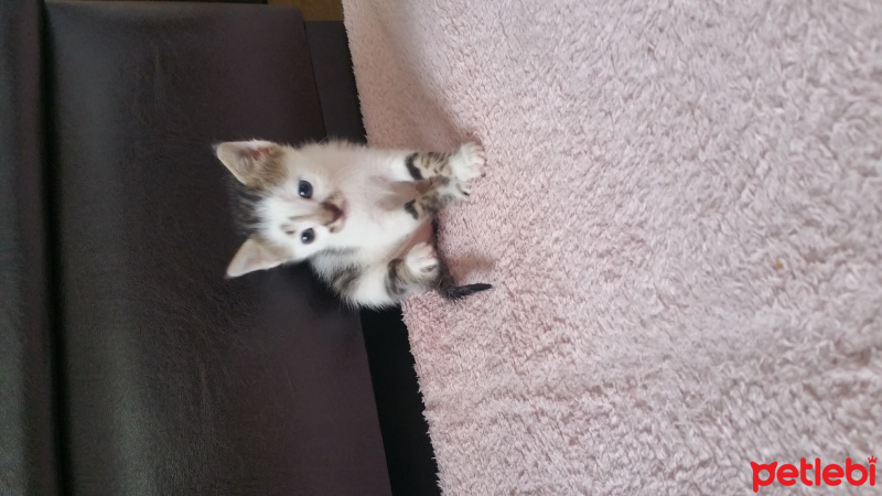 Soke, Kedi  Yıldız fotoğrafı