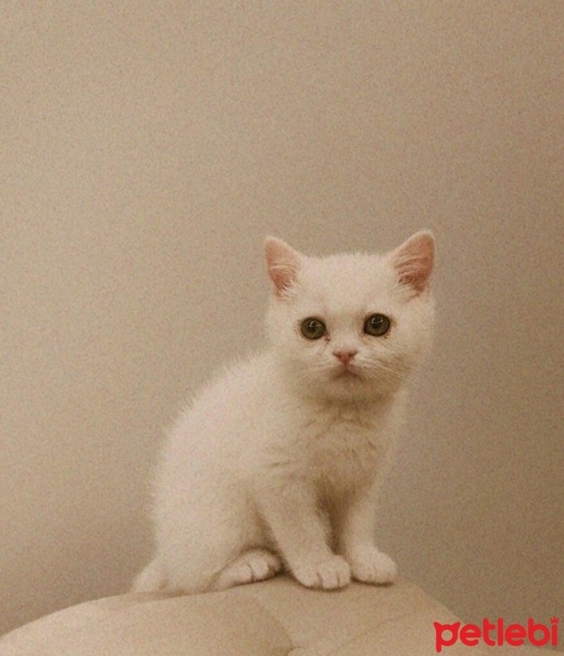 British Shorthair, Kedi  Chivas fotoğrafı
