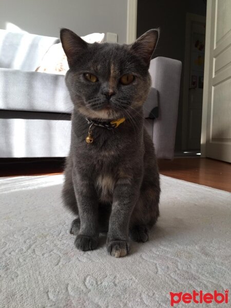 British Shorthair, Kedi  Karamel fotoğrafı