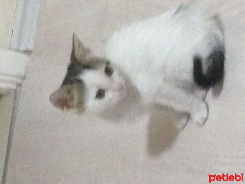 Tekir Kedi, Kedi  Kuki fotoğrafı