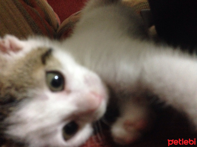 Tekir Kedi, Kedi  Kuki fotoğrafı