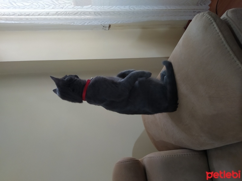 Mavi Rus, Kedi  ZEUS fotoğrafı