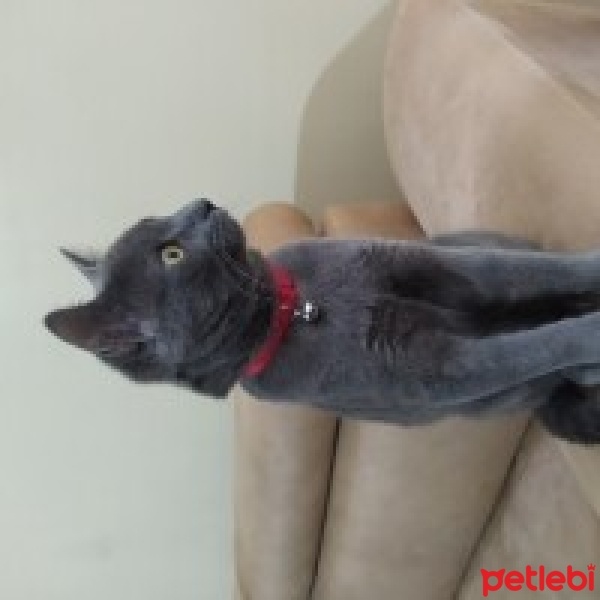 Mavi Rus, Kedi  ZEUS fotoğrafı