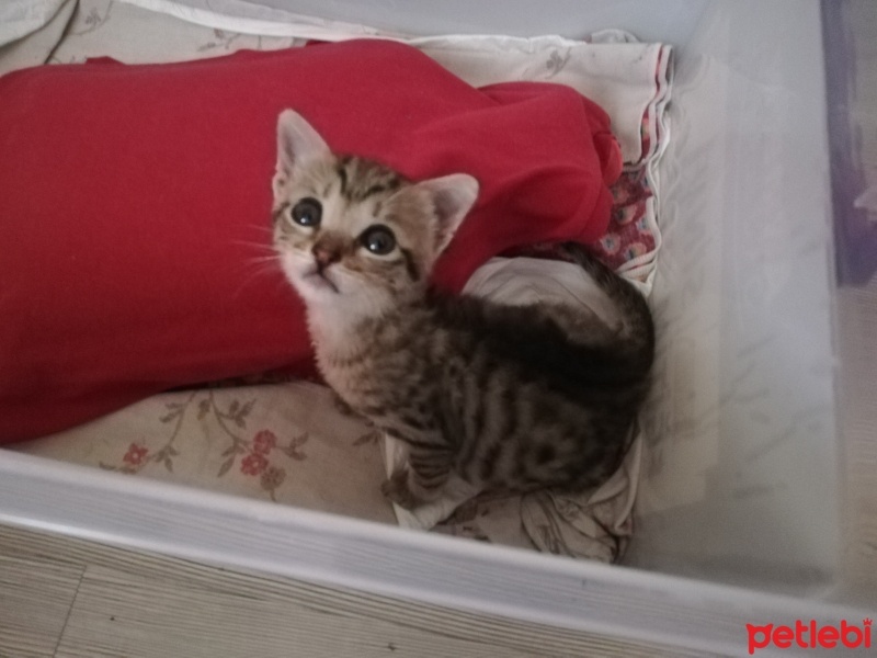 Tekir Kedi, Kedi  Boncuk fotoğrafı