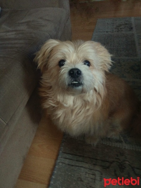Tibet Terrieri, Köpek  Pati fotoğrafı