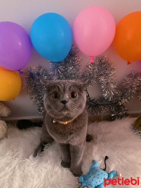 British Shorthair, Kedi  Tipsy fotoğrafı