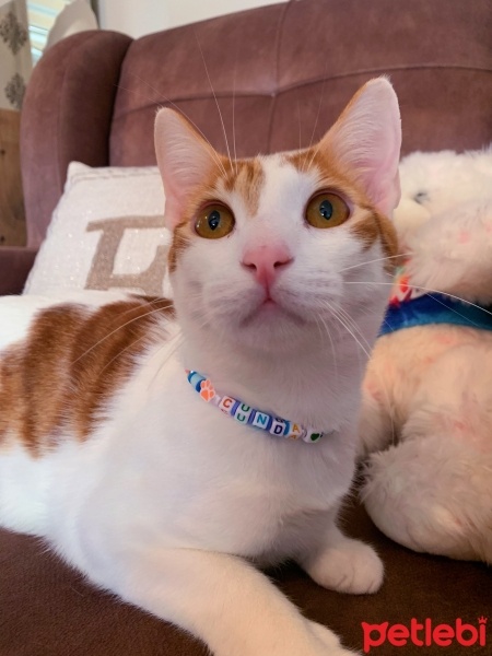 Sarman, Kedi  Cunda fotoğrafı