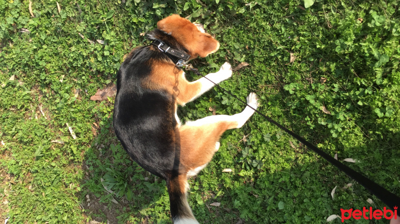 Beagle, Köpek  Alfa fotoğrafı