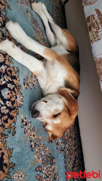 Beagle, Köpek  Alfa fotoğrafı