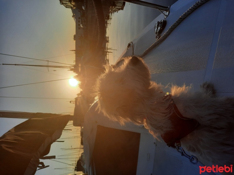 Maltese, Köpek  TARÇIN fotoğrafı