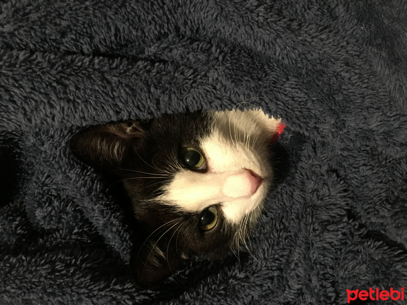 Tuxedo (Smokin) Kedi, Kedi  Odin fotoğrafı