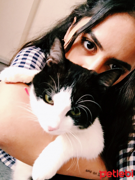 Tuxedo (Smokin) Kedi, Kedi  Odin fotoğrafı