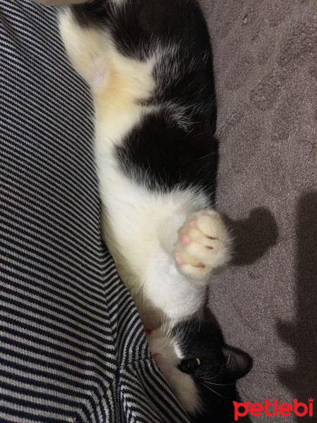 Tuxedo (Smokin) Kedi, Kedi  Odin fotoğrafı
