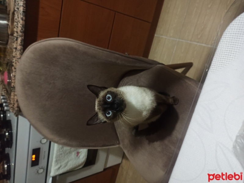 Siyam Kedisi, Kedi  Latte fotoğrafı