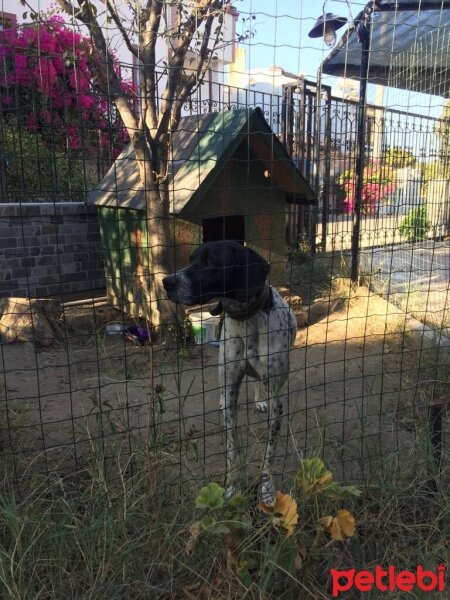 Pointer, Köpek  Şila fotoğrafı