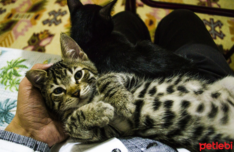 Tekir Kedi, Kedi  Diego fotoğrafı