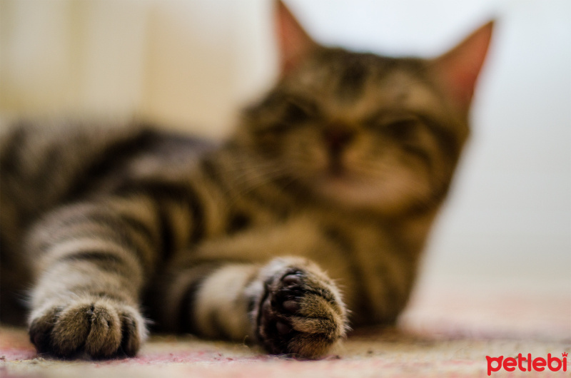 Tekir Kedi, Kedi  Diego fotoğrafı