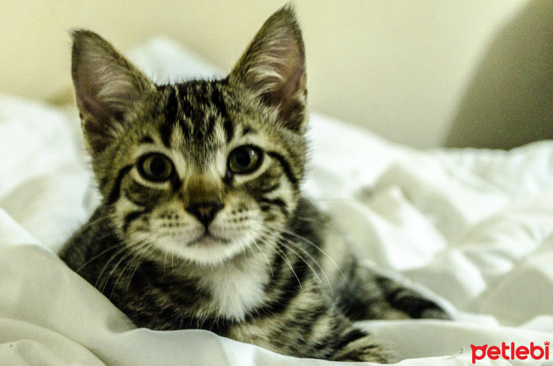 Tekir Kedi, Kedi  Diego fotoğrafı