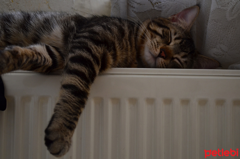 Tekir Kedi, Kedi  Diego fotoğrafı