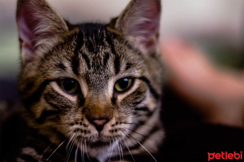 Tekir Kedi, Kedi  Diego fotoğrafı