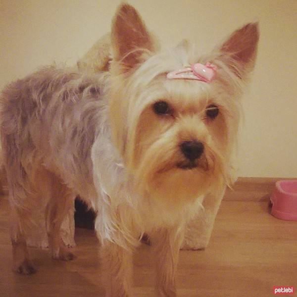 Yorkshire Terrier, Köpek  Maggie fotoğrafı