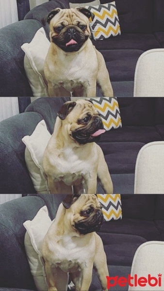Pug, Köpek  Mars fotoğrafı