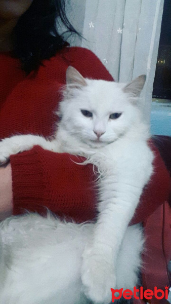 Ankara Kedisi, Kedi  Pamuk fotoğrafı