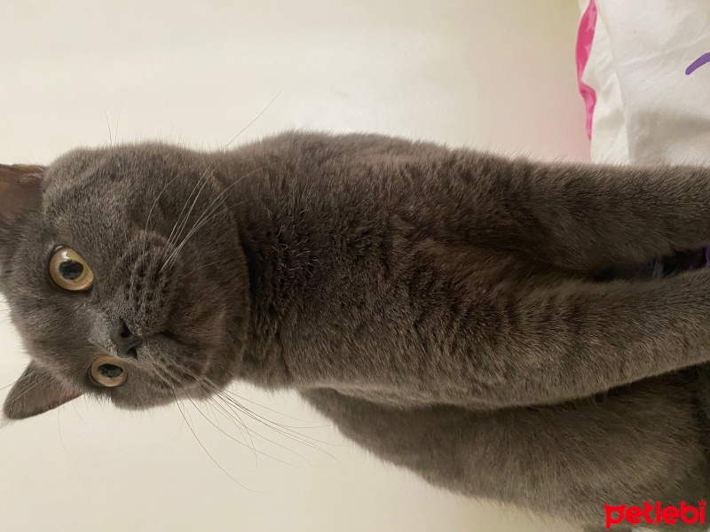 British Shorthair, Kedi  Mırmır fotoğrafı