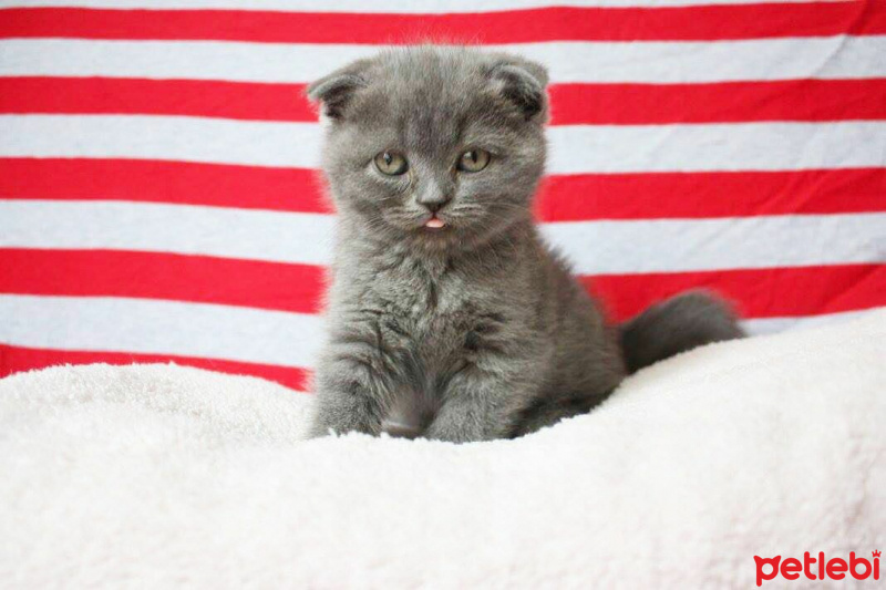 Scottish Fold, Kedi  Kadife fotoğrafı