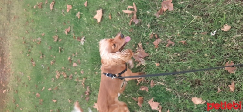 Amerikan Cocker Spaniel, Köpek  Mylo fotoğrafı