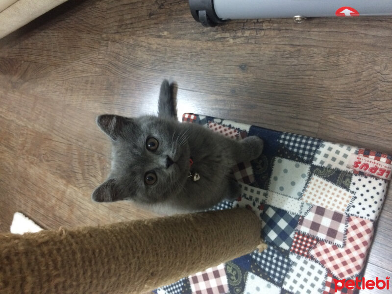 British Shorthair, Kedi  Çiroz fotoğrafı