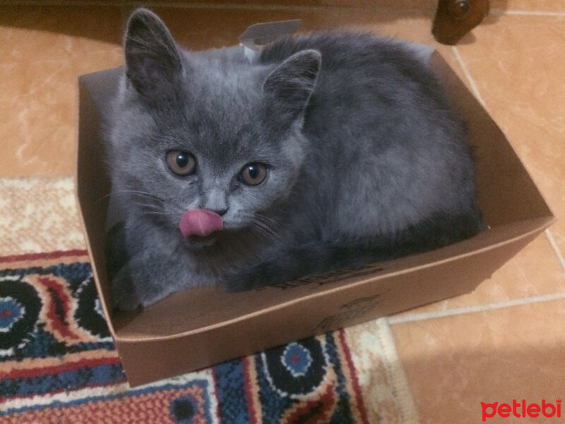 British Shorthair, Kedi  Çiroz fotoğrafı